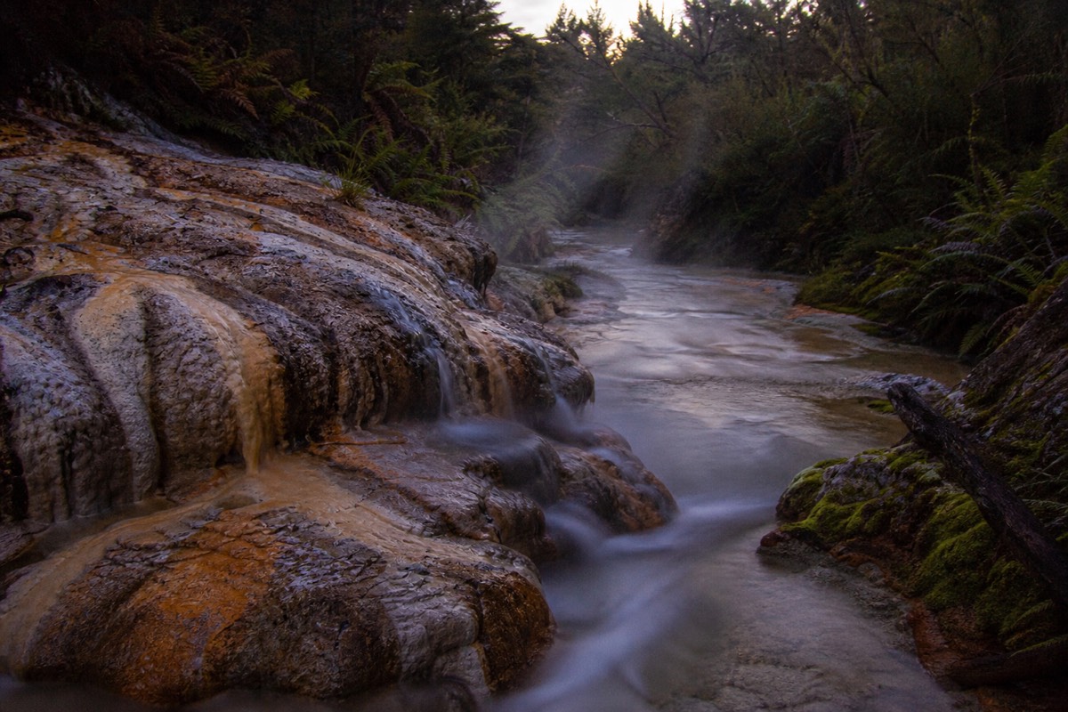 Steam drifting off a geothermal stream in New Zealand native bush at dawn with silver ferns and ochre mineral crust on the rocks